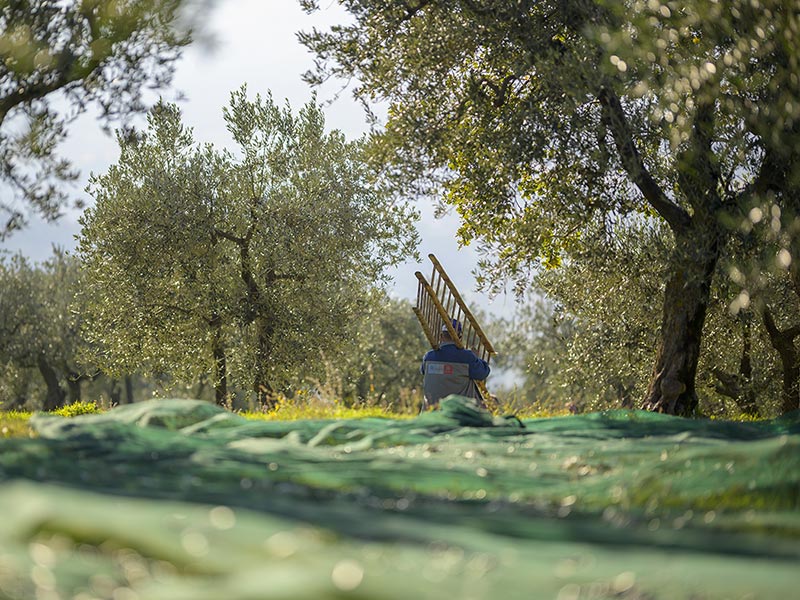 frantoio-trevi-olio-oliveti-umbri La nostra terra