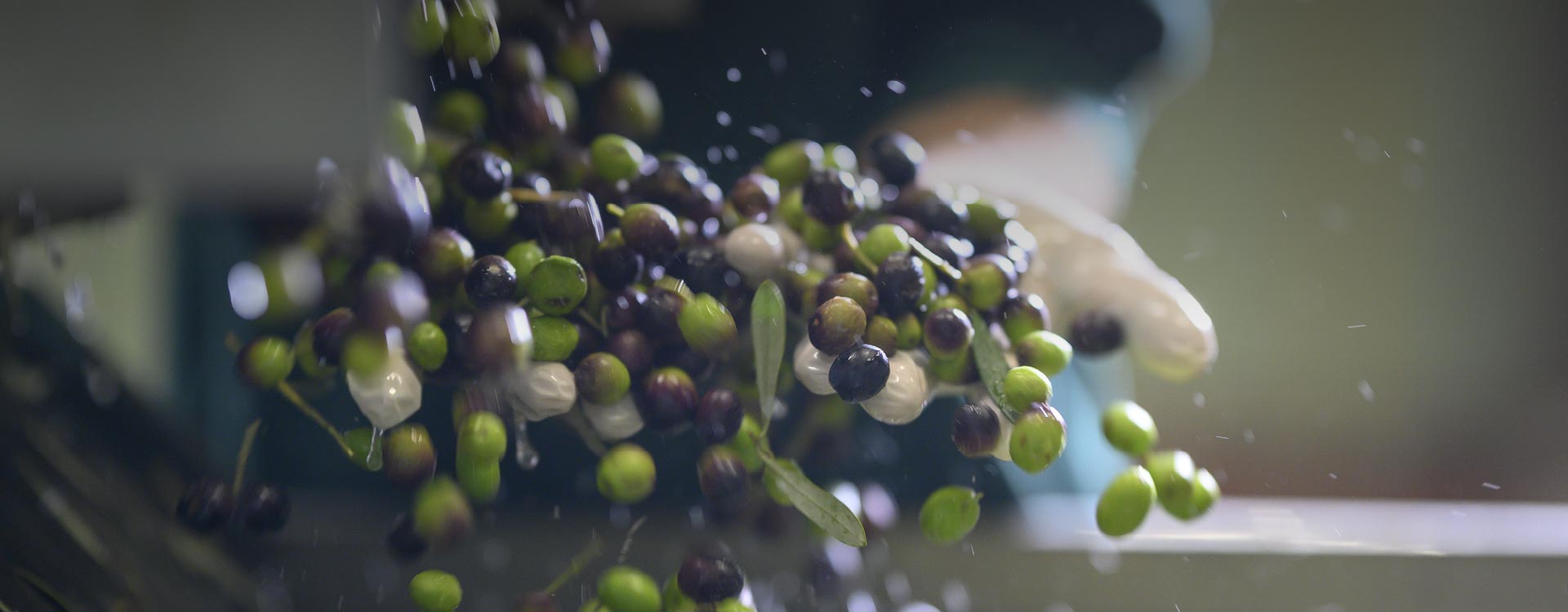 frantoio-trevi-olio-produzione-8 Il frantoio