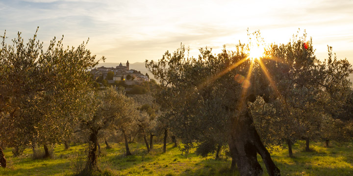 A settembre pianteremo 200 alberi di ulivo